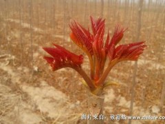 红油香椿种子价格多少钱一斤