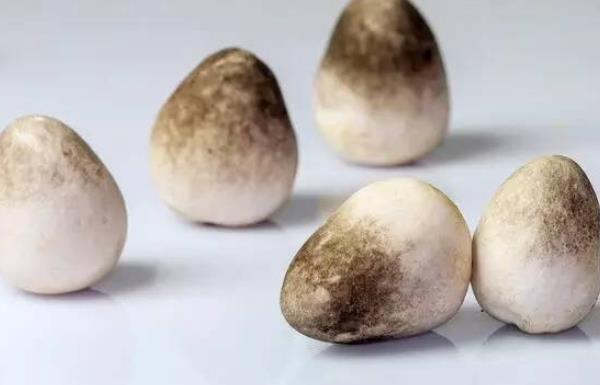 草菇市场价格多少钱一斤 草菇的挑选