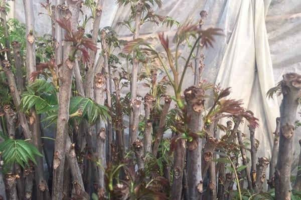 大棚香椿种植效益分析