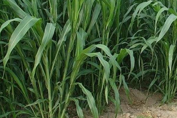 苏丹草种子市场价格多少钱一斤 苏丹草的种植技术
