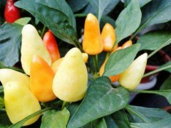 五彩椒市场价格多少钱一斤,盆栽五彩椒怎么种