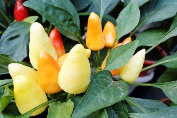 五彩椒市场价格多少钱一斤 盆栽五彩椒怎么种