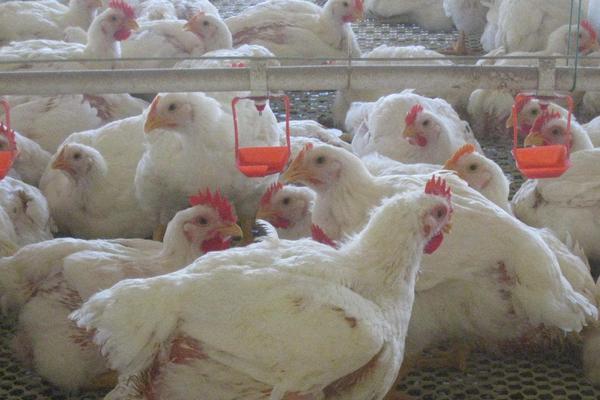 养1000只肉鸡能赚多少钱?养肉鸡的成本和利润