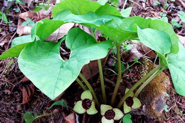 细辛市场价格多少钱一斤 细辛的移栽种植法