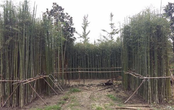 竹子市场价格多少钱一吨 竹子怎么种植