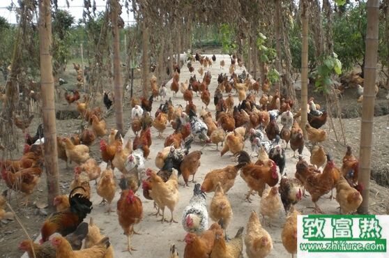 养1000只鸡需要多少成本？养鸡的成本和利润 