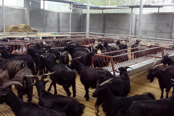养肉羊的利润与成本，养殖技术及市场运营能力决定效益