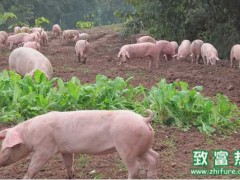 春节前猪市供不应求