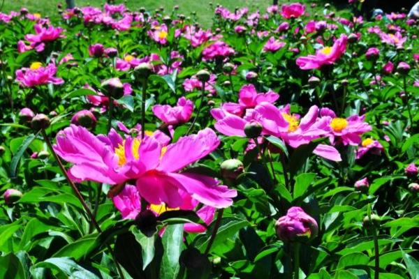 芍药花种子市场价格多少钱一斤 芍药花的繁殖方法