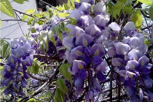 紫藤花种子市场价格多少钱一斤 紫藤花种子怎么种