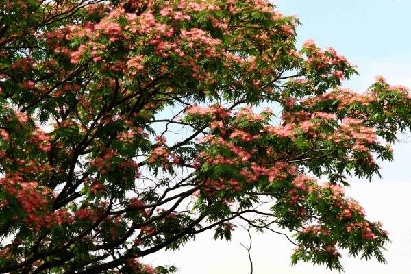 合欢花种子市场价格多少钱一斤 合欢花的种植技术