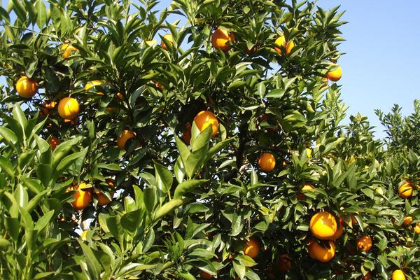 种一亩脐橙能赚多少钱？种脐橙的成本和利润
