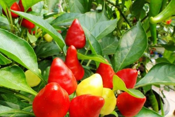 五彩椒市场价格多少钱一斤 盆栽五彩椒怎么种