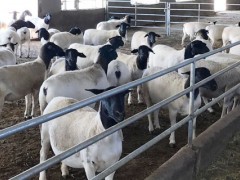 养肉羊的利润与成本,养殖技术及市场运营能力决