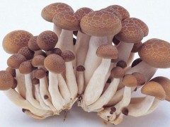 蘑菇市场价格多少钱一斤,蘑菇用法用量