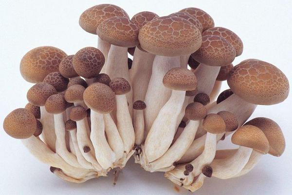 蘑菇市场价格多少钱一斤 蘑菇用法用量