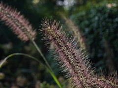 狼尾草种子市场价格多少钱一斤,,狼尾草的特征