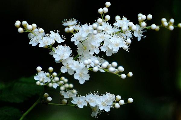 珍珠梅种子市场价格多少钱一斤 珍珠梅播种方法