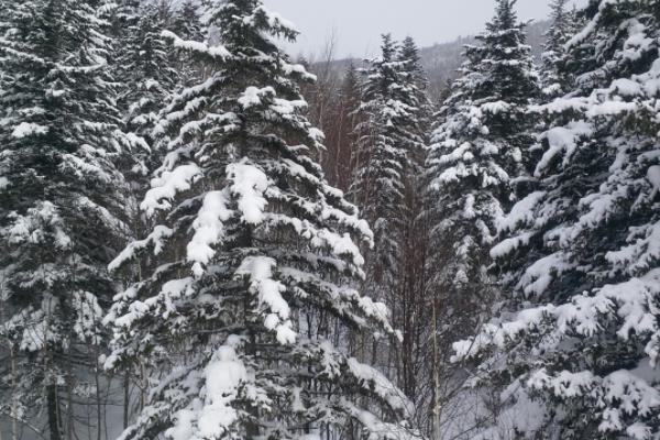 雪松小苗市场价格多少钱一棵（80公分） 雪松的主要价值