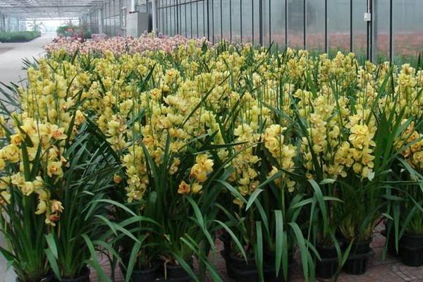 蕙兰花市场价格多少钱一盆 蕙兰花怎么进行分株繁殖