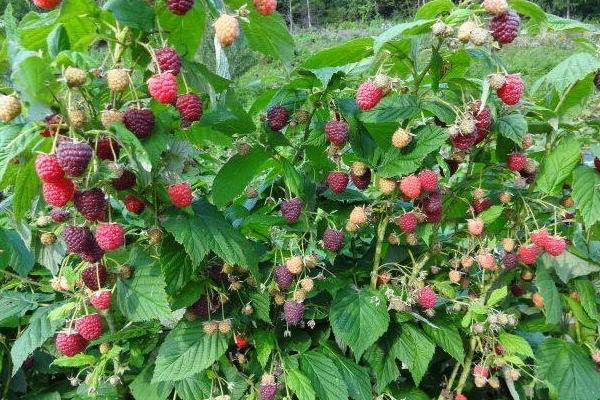 种一亩树莓能赚多少钱？种树莓的成本和利润