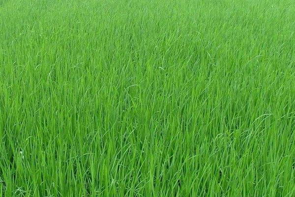种水稻秧苗移栽前需要注意的