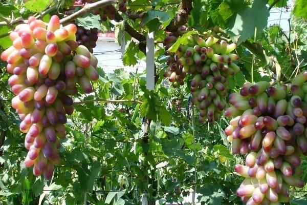 种葡萄用什么肥料？6个葡萄树施肥方法及注意事项
