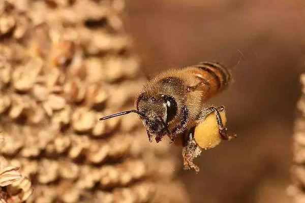 蜂的种类