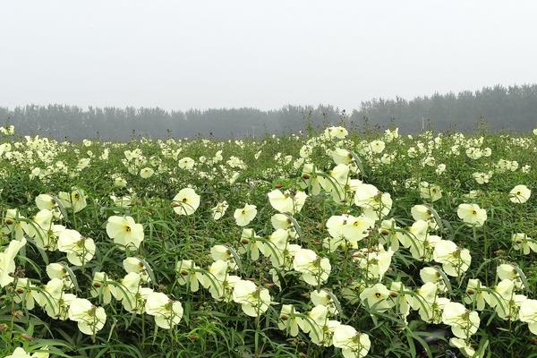 蜀葵种子什么时候种（几月） 蜀葵种子的种植方法