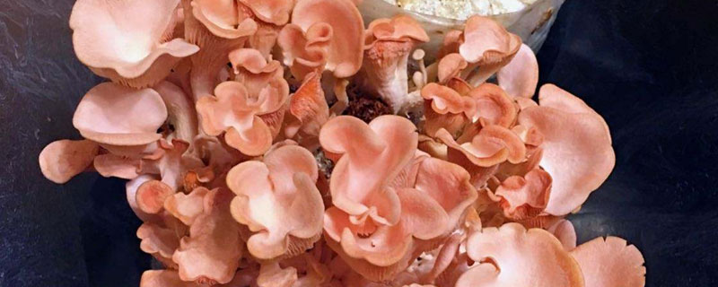 红平菇市场价格多少钱一斤 红平菇产地在哪里