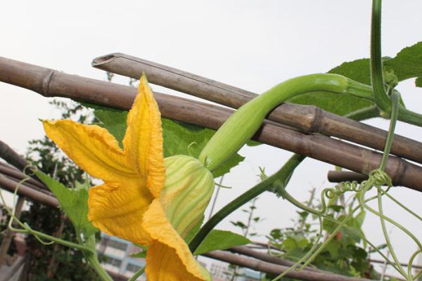 砍瓜适合什么地区种植 砍瓜什么季节上市(几月)