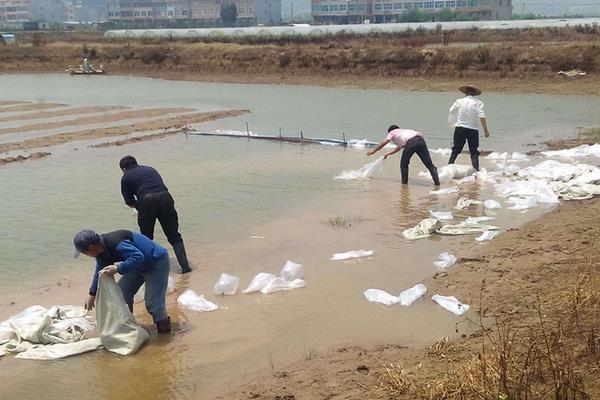 虾塘肥水用什么最佳？根据实际情况选择有机肥与无机肥