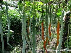 蛇豆的成功案例和种植要点