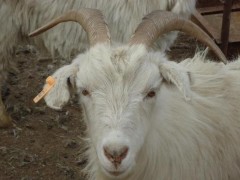 白山羊市场价格多少钱一只,白山羊养殖技术