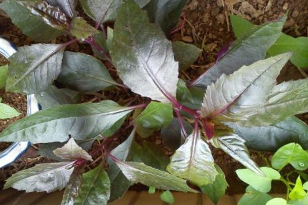 紫背菜种植时间和方法，每年春季种植，可采用分根或扦插种植