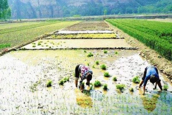 水稻种植的步骤