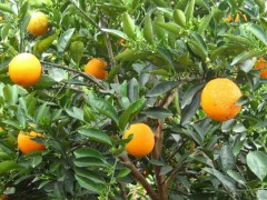 脐橙种植间距,一般隔3米左右,每亩110至120株