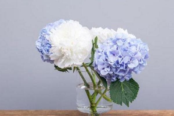 绣球花怎么在花瓶里养 绣球花可以做干花吗