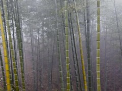 竹子叶子发黄怎么办,竹子怎么施肥