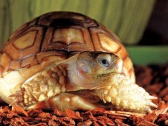 苏卡达陆龟怎么养,苏卡达陆龟一年长多少