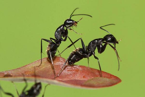 黑蚂蚁市场价格多少钱一斤 什么人不适合吃黑蚂蚁