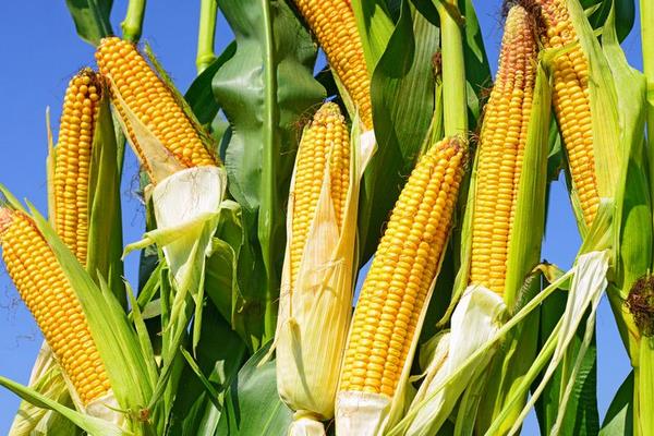 玉米多少天成熟 玉米怎么种才能高产