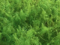 茴香的种植方法和时间,春秋两季播种,注意种子的