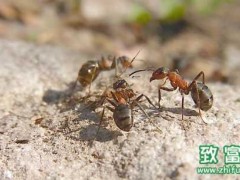 蚂蚁可以吃吗,白蚁是蚂蚁吗