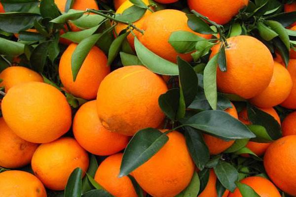 脐橙多少钱一斤