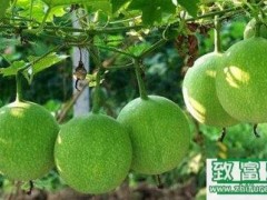 2017种瓜蒌赚钱吗?2017种瓜蒌前景及市场价格行情