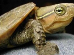 鹰嘴龟市场价格多少钱一只,鹰嘴龟是几级保护动
