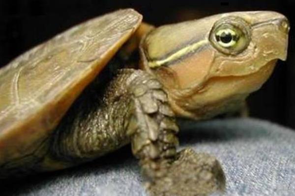 鹰嘴龟市场价格多少钱一只 鹰嘴龟是几级保护动物