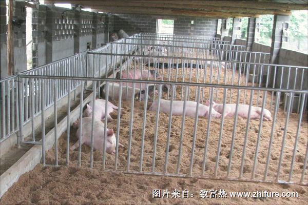 发酵床养猪技术方法