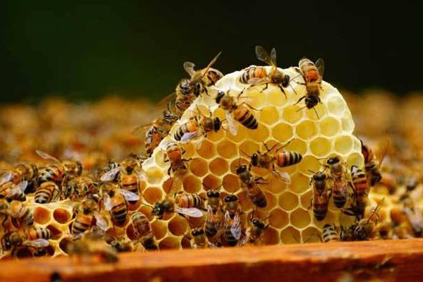 2015养蜂赚钱吗？2015蜜蜂养殖前景及市场价格分析